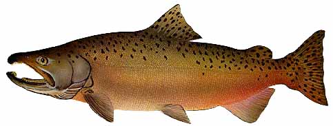 fish2